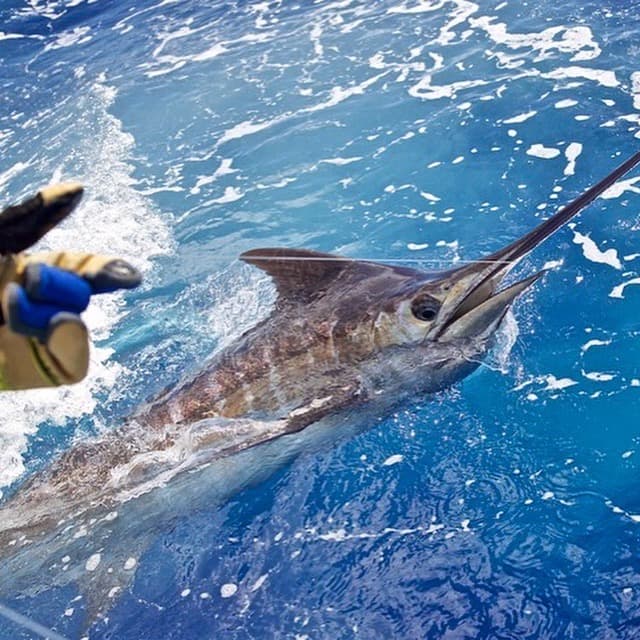37ft Freeman sportfishing vessel on deep sea waters in Islamorada Florida